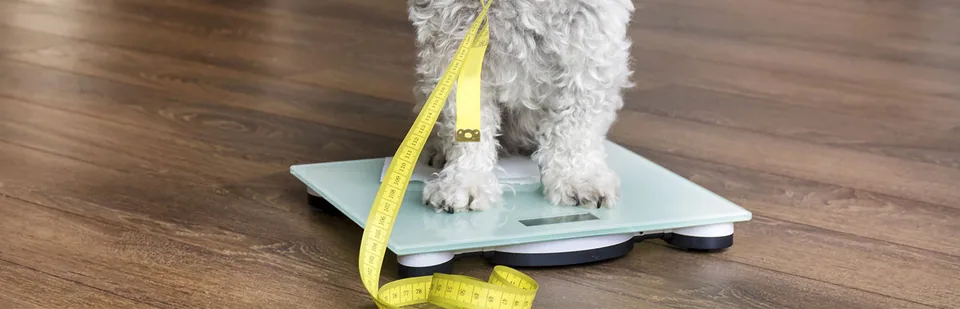 강아지 체형과 BMI 관련 이미지