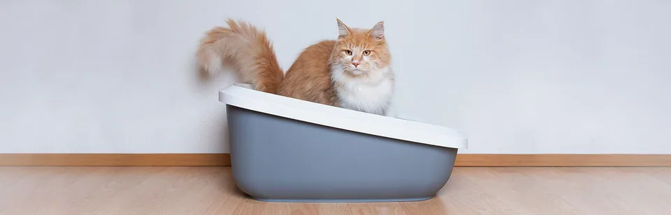 컨디션이 좋지 않은 고양이