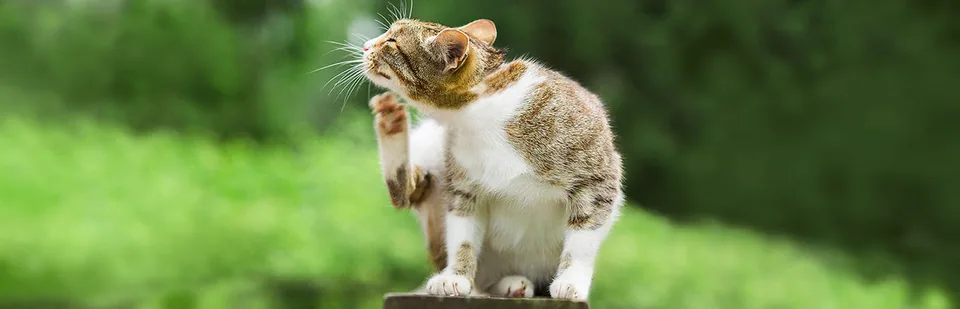 식이 알레르기가 의심되는 고양이