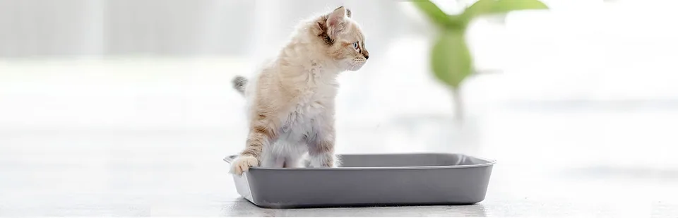 고양이 화장실 주변의 고양이