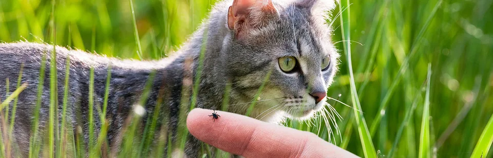 고양이 진드기 확인 이미지