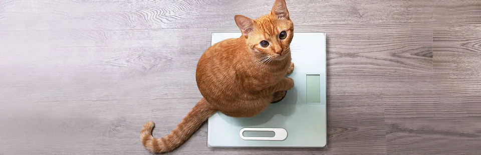 고양이 체형을 확인하는 장면