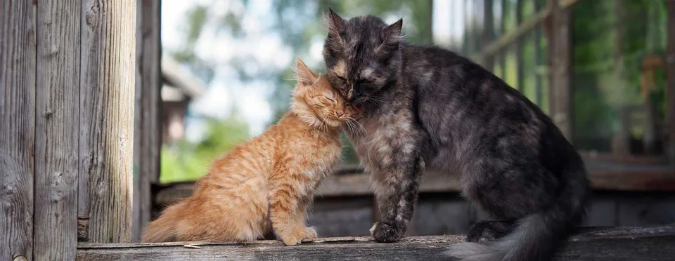 서로 거리를 두고 있는 두 고양이