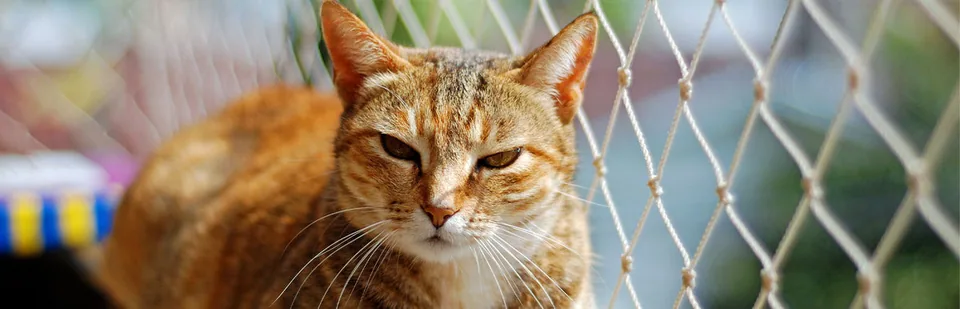 안전하게 외부 공간을 바라보는 고양이