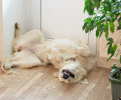 강아지에게 필요한 수면과 휴식 - 반려견은 어떤 자세로 자는 것을 좋아하나요? 이미지