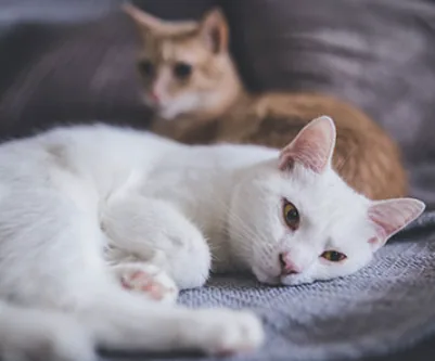 고양이 합사 다시 시작하기 본문 이미지