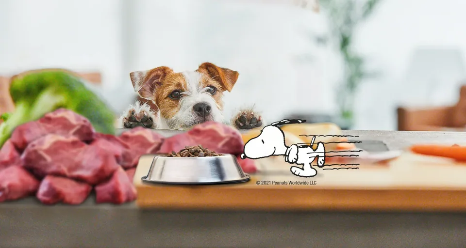 PLATINUM 사료 그릇을 바라보는 강아지와 Snoopy